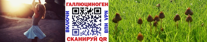 Купить закладки  Сураж  Галлюциногенные грибы GOLDEN TEACHER 